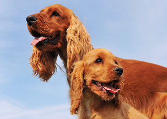 Image showing puppy and adult cocker