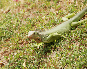 Image showing green iguana, male adult, panama, central america 