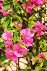 Image showing beautiful pink flowers in the garden