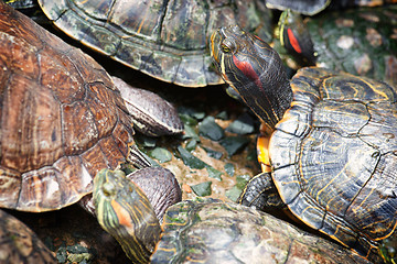 Image showing tortoises crowded together