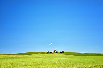 Image showing farm has fields of wheat