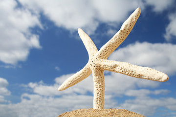 Image showing Beach Starfish