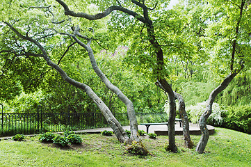 Image showing The bent trees in spring park