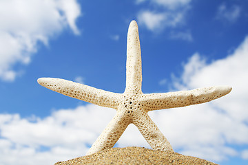 Image showing Beach Starfish