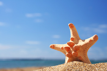Image showing Summer Starfish