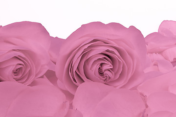 Image showing pink rose macro