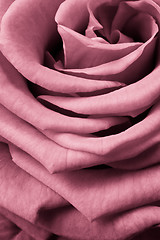 Image showing pink rose