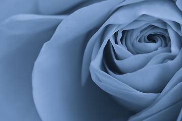 Image showing blue rose macro