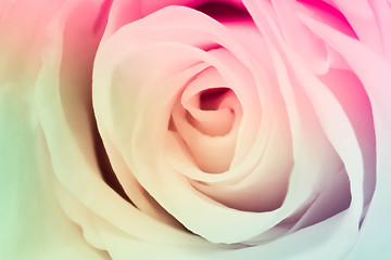 Image showing multicolor rose