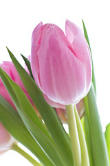 Image showing pink tulips