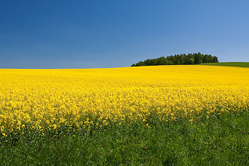 Image showing rape field