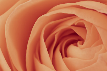 Image showing orange rose macro