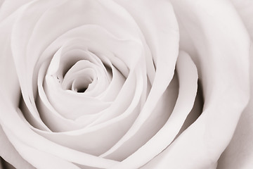 Image showing white rose close up