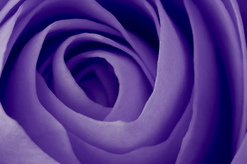 Image showing violet rose macro