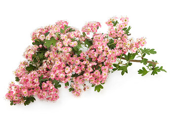 Image showing Hawthorn Blossom Flowers