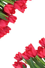 Image showing  Tulip Flower Border