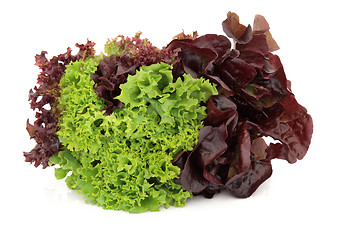 Image showing  Lettuce Variety