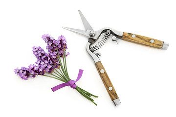 Image showing Lavender Herb Flowers and Secateurs