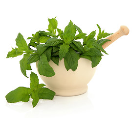 Image showing Mint Herb Leaves