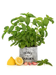 Image showing Basil Herb, Garlic and Lemon