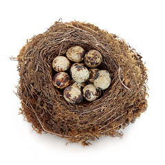 Image showing Quail Eggs