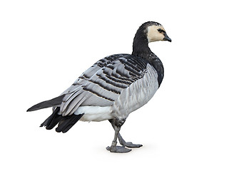 Image showing Barnacle Goose