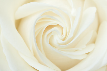 Image showing A close-up of a white rose 