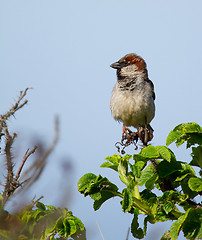 Image showing A sparrow on the lookout