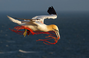 Image showing A gannet flying with a orange rope in it's beak 