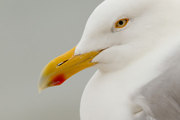 Image showing A close-up of a Herring Gull 