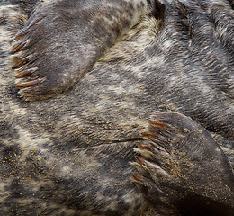 Image showing Close-up of a grey seal 