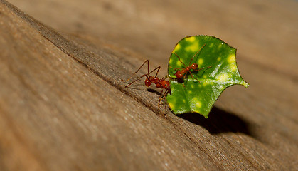 Image showing A leaf cutter ant is carrying a leaf