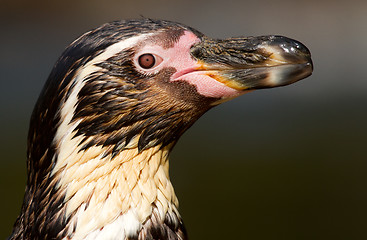 Image showing A Humboldt penguin in a dutch zoo 