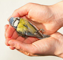 Image showing A deceased blue tit is being held in a woman's hand 