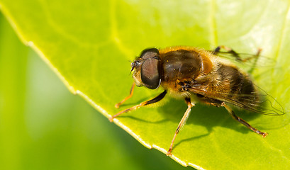 Image showing A bee is resting on a leaf 