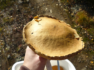 Image showing  Mushroom big orange-cap boletus