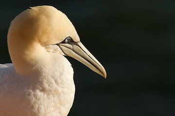 Image showing A close-up of a gannet 