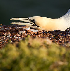 Image showing A close-up of a gannet 