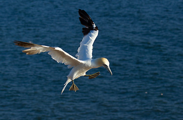 Image showing A gannet in the sky 