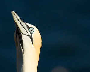 Image showing A gannet in Helgoland 