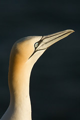 Image showing A gannet in Helgoland 