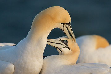 Image showing A loving couple of gannets 