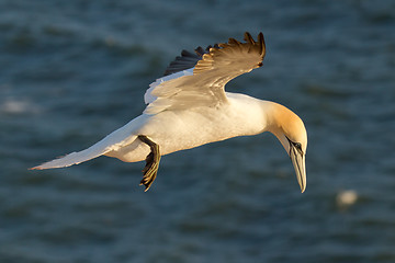 Image showing A gannet in the sky 