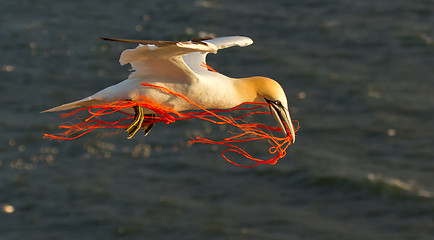 Image showing A gannet flying with a orange rope in it's beak 