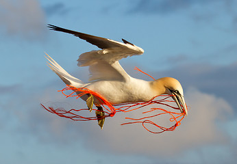 Image showing A gannet flying with a orange rope in it's beak 