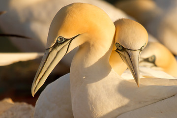 Image showing A loving couple of gannets 