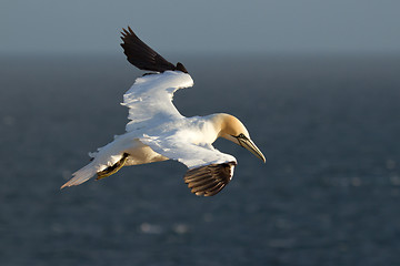 Image showing A gannet in the sky 