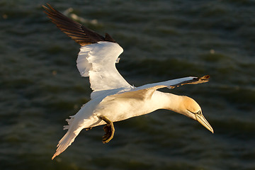 Image showing A gannet in the sky 