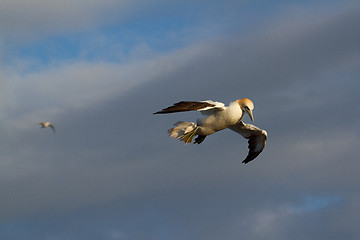 Image showing A gannet in the sky 