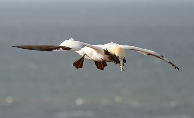 Image showing A gannet above the sea 